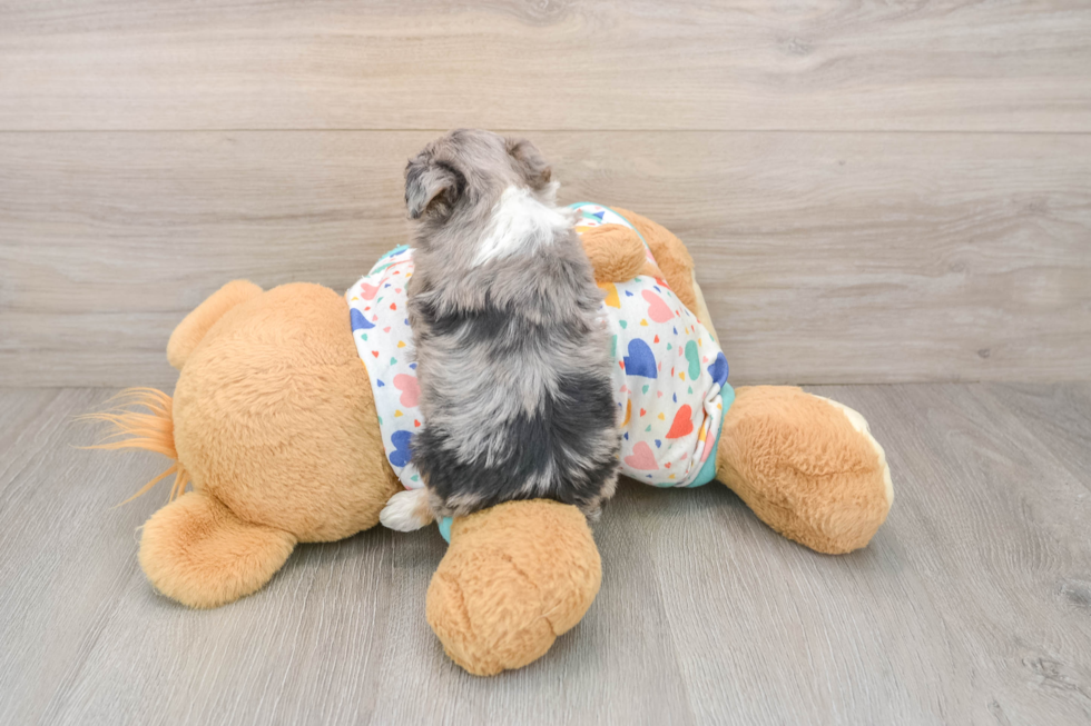 Best Mini Aussiedoodle Baby