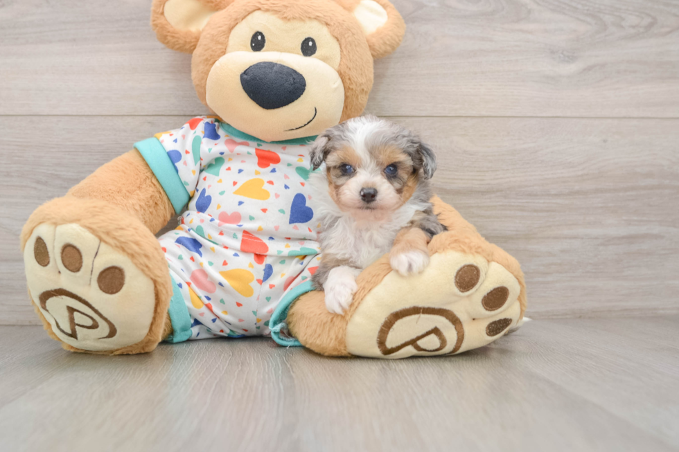 Mini Aussiedoodle Pup Being Cute