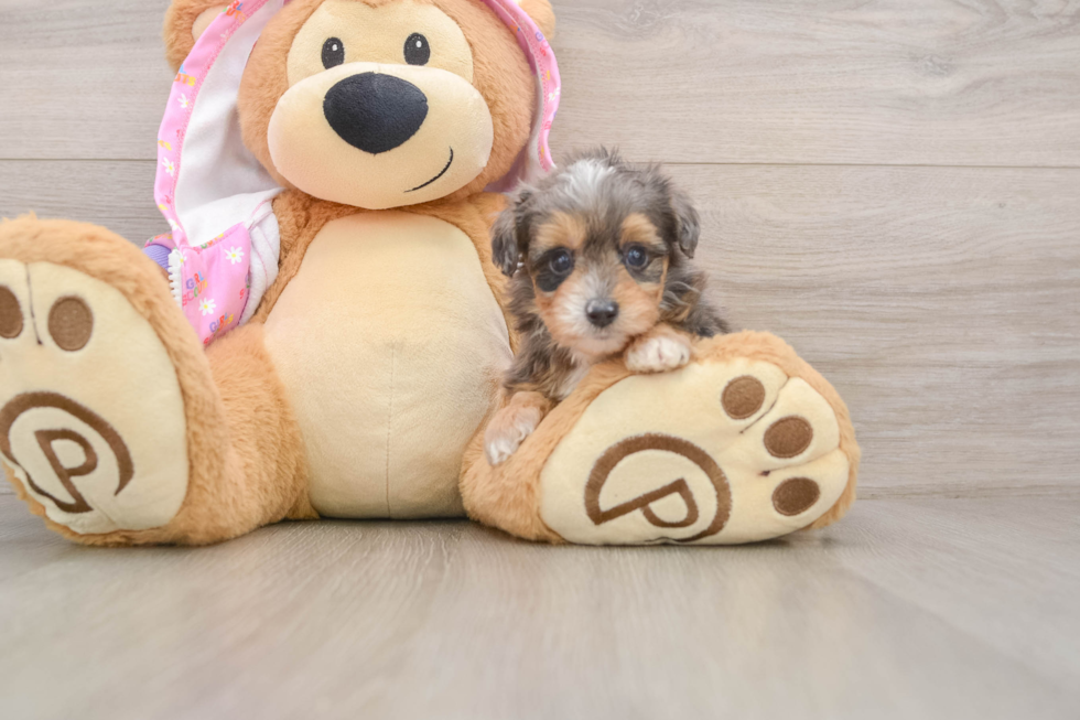 Sweet Mini Aussiedoodle Baby