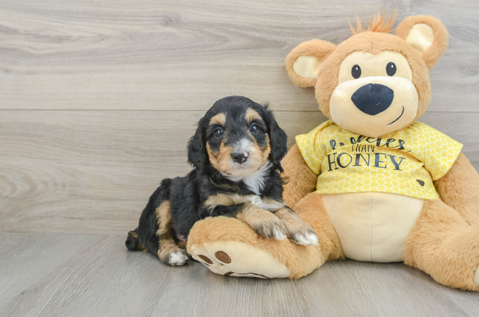 7 week old Mini Aussiedoodle Puppy For Sale - Pilesgrove Pups