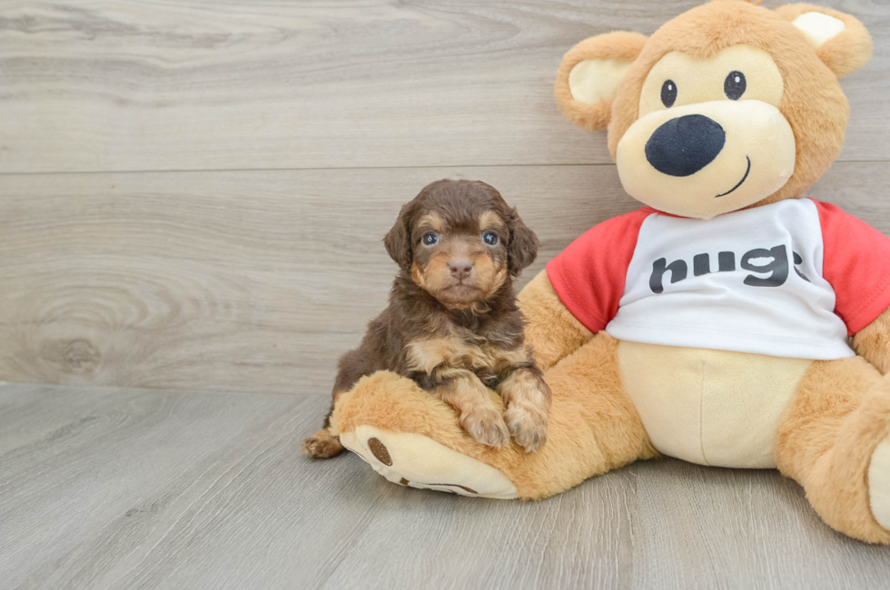 5 week old Mini Aussiedoodle Puppy For Sale - Pilesgrove Pups