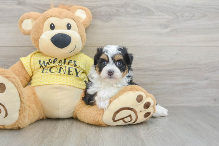 Smart Mini Aussiedoodle Poodle Mix Pup