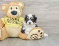8 week old Mini Aussiedoodle Puppy For Sale - Pilesgrove Pups