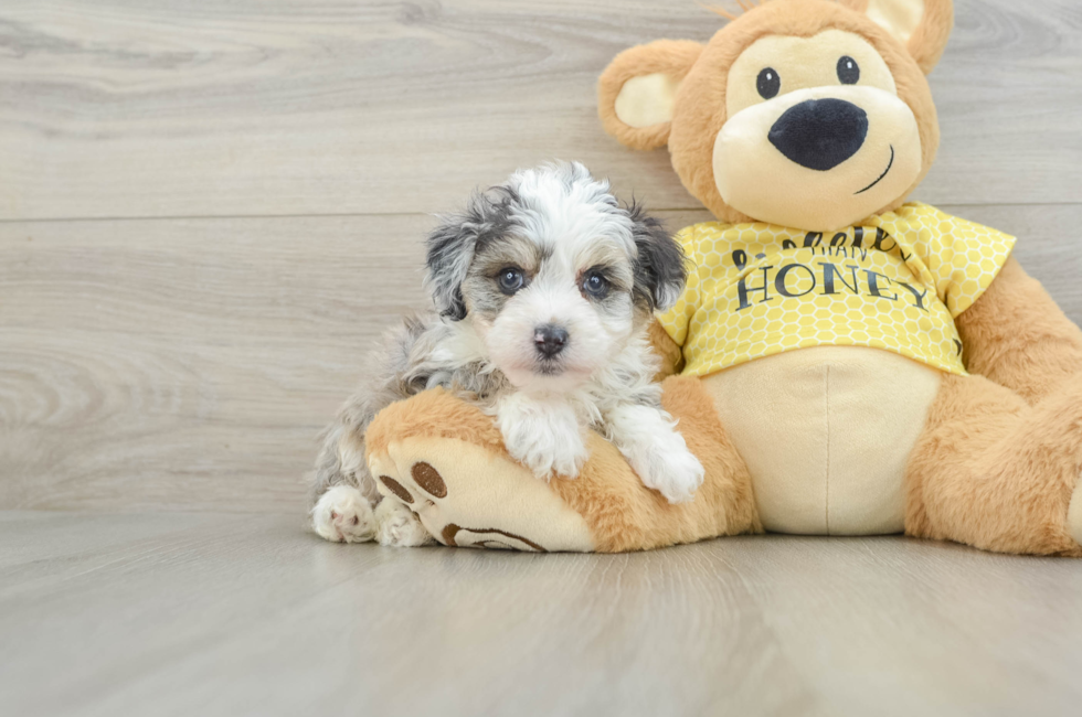 6 week old Mini Aussiedoodle Puppy For Sale - Pilesgrove Pups