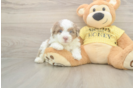 Petite Mini Aussiedoodle Poodle Mix Pup