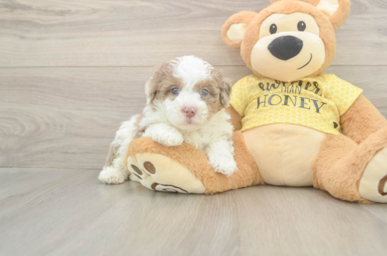 Petite Mini Aussiedoodle Poodle Mix Pup