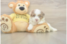Mini Aussiedoodle Puppy for Adoption