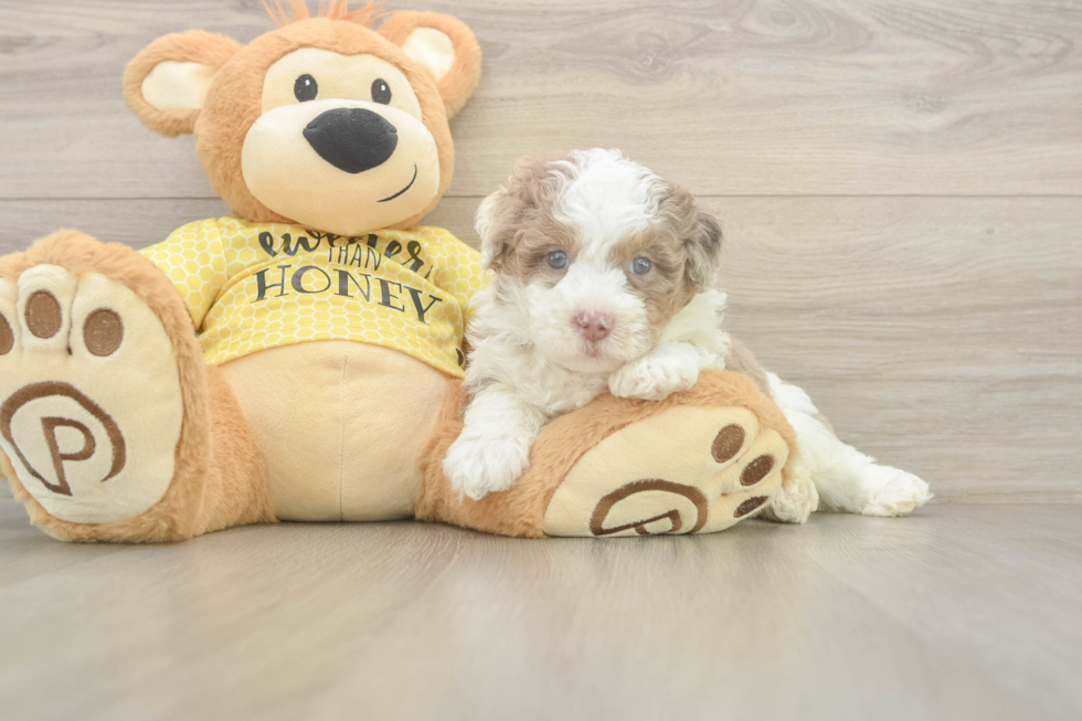 Mini Aussiedoodle Puppy for Adoption