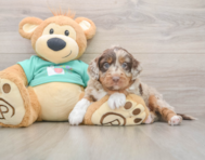 5 week old Mini Aussiedoodle Puppy For Sale - Pilesgrove Pups