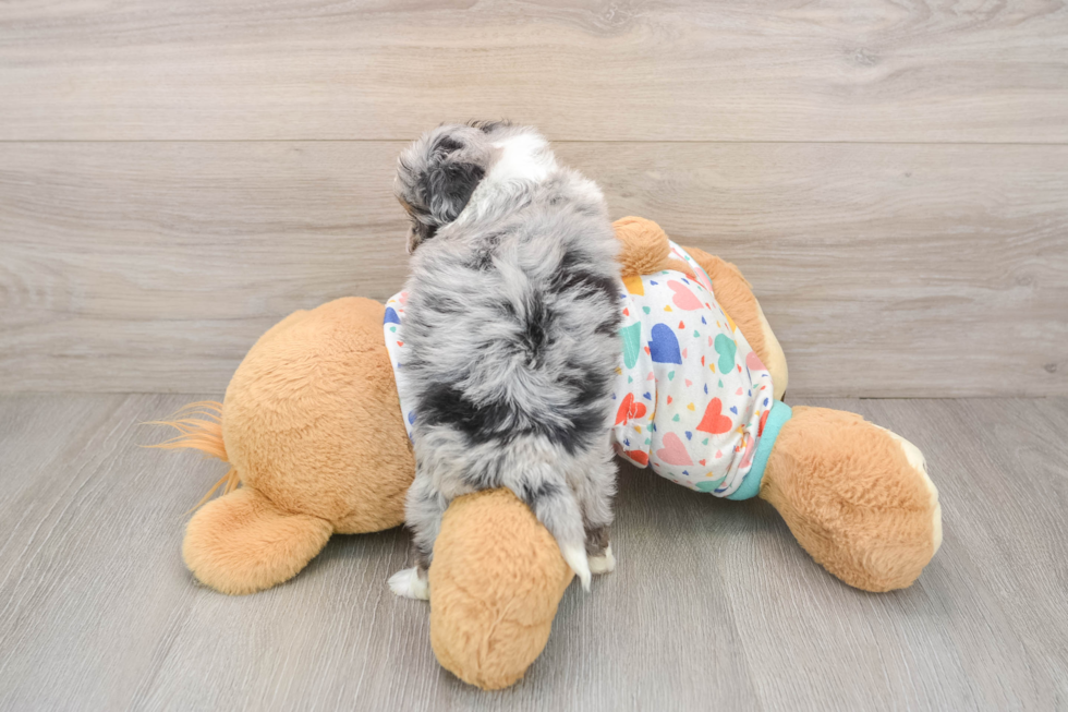 Best Mini Aussiedoodle Baby
