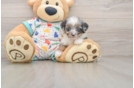 Happy Mini Aussiedoodle Baby