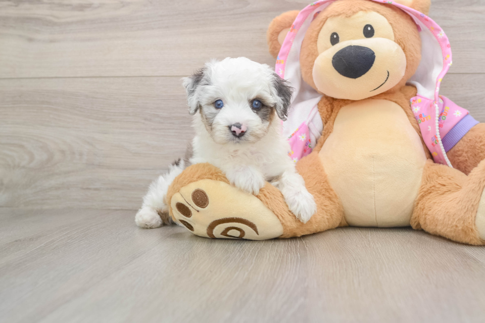 Mini Aussiedoodle Pup Being Cute