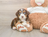 8 week old Mini Aussiedoodle Puppy For Sale - Pilesgrove Pups