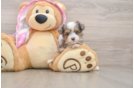 Petite Mini Aussiedoodle Poodle Mix Pup