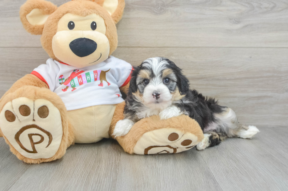 5 week old Mini Aussiedoodle Puppy For Sale - Pilesgrove Pups