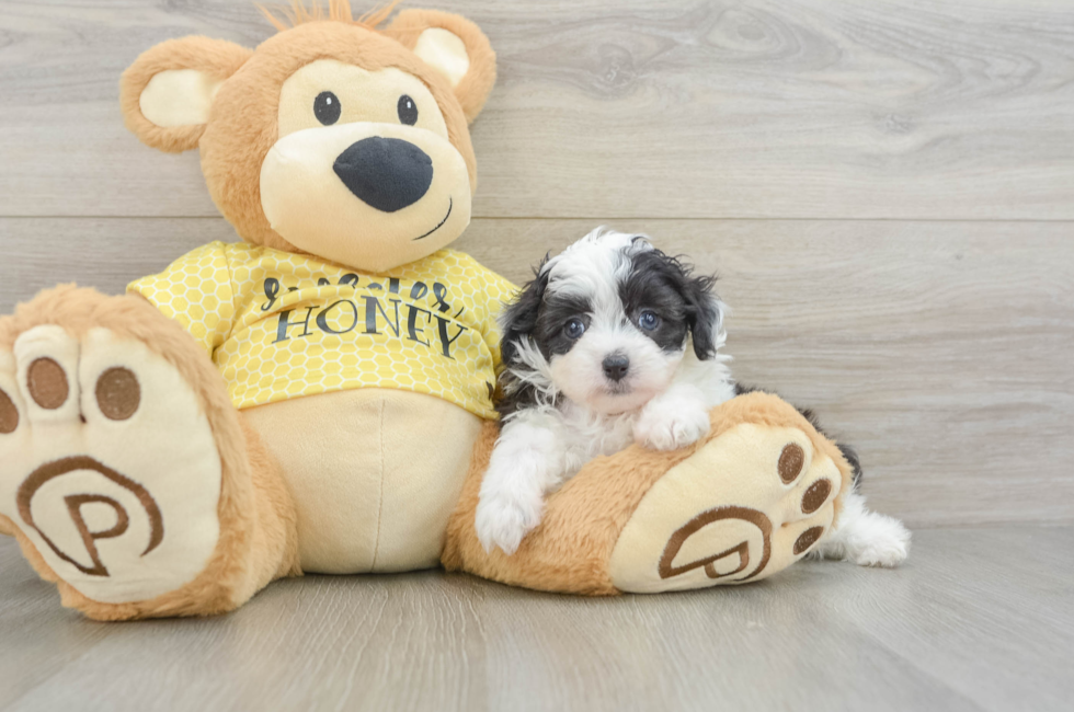 6 week old Mini Aussiedoodle Puppy For Sale - Pilesgrove Pups