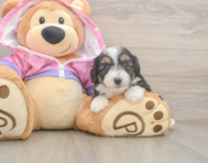 8 week old Mini Aussiedoodle Puppy For Sale - Pilesgrove Pups