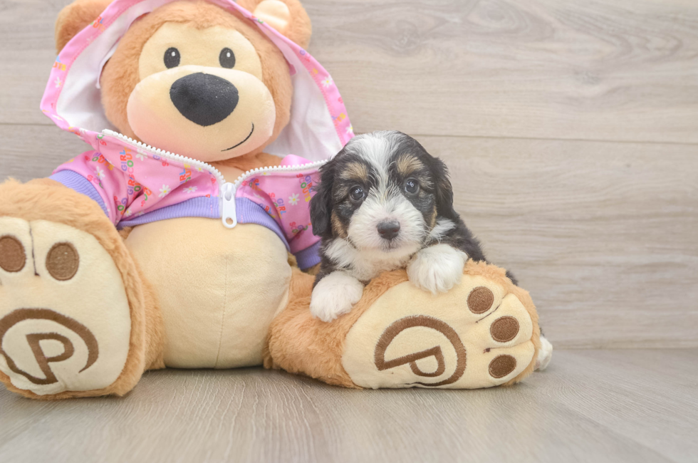 7 week old Mini Aussiedoodle Puppy For Sale - Pilesgrove Pups