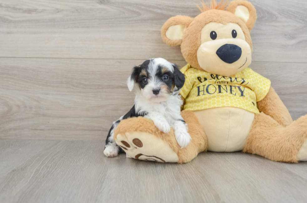 7 week old Mini Aussiedoodle Puppy For Sale - Pilesgrove Pups