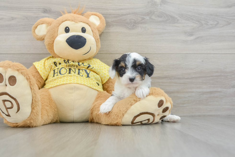 Adorable Mini Australian Shepherd X Poodle Mix Poodle Mix Puppy