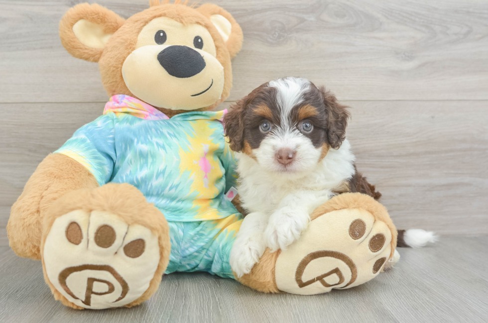5 week old Mini Aussiedoodle Puppy For Sale - Pilesgrove Pups