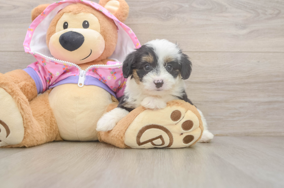 7 week old Mini Aussiedoodle Puppy For Sale - Pilesgrove Pups