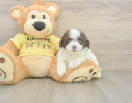 8 week old Mini Aussiedoodle Puppy For Sale - Pilesgrove Pups