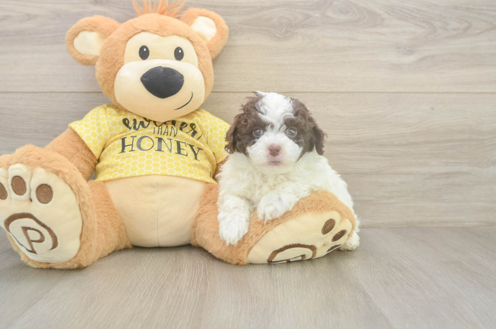 5 week old Mini Aussiedoodle Puppy For Sale - Pilesgrove Pups