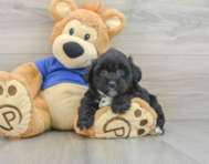 8 week old Mini Aussiedoodle Puppy For Sale - Pilesgrove Pups