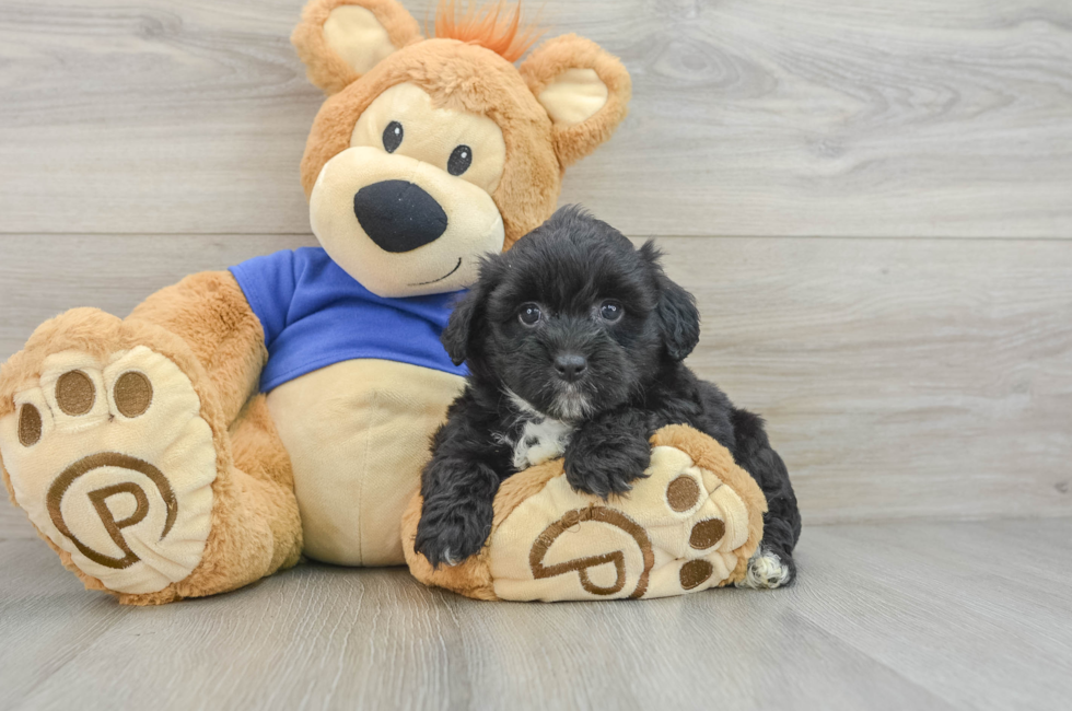 8 week old Mini Aussiedoodle Puppy For Sale - Pilesgrove Pups