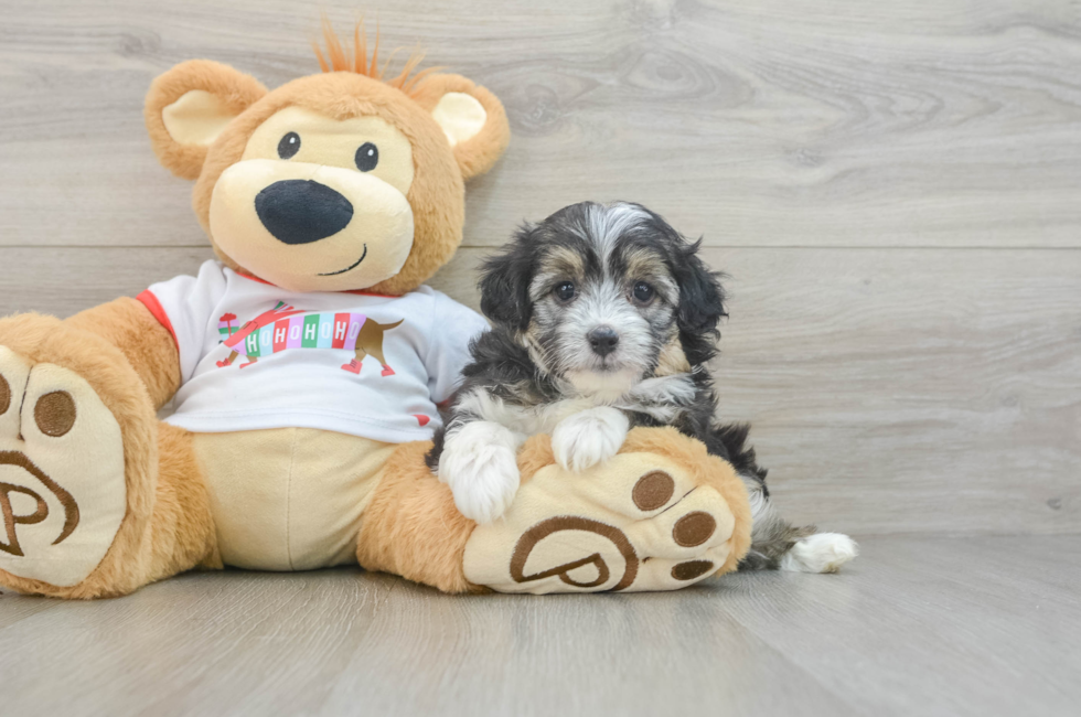 5 week old Mini Aussiedoodle Puppy For Sale - Pilesgrove Pups