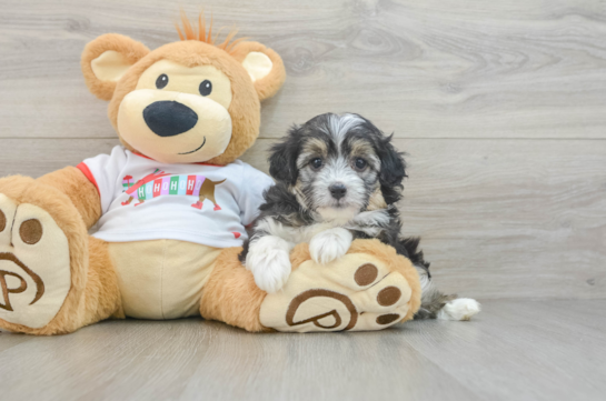 Mini Aussiedoodle Puppy for Adoption