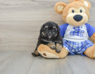 6 week old Mini Aussiedoodle Puppy For Sale - Pilesgrove Pups