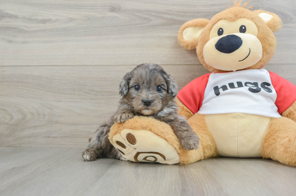 5 week old Mini Aussiedoodle Puppy For Sale - Pilesgrove Pups