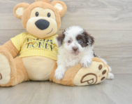 8 week old Mini Aussiedoodle Puppy For Sale - Pilesgrove Pups