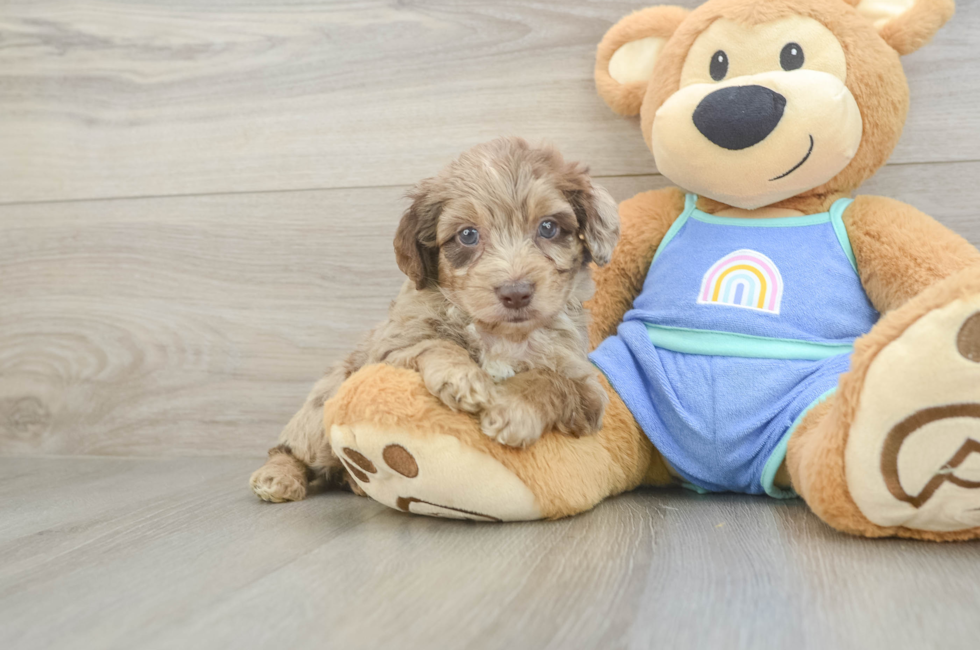 5 week old Mini Aussiedoodle Puppy For Sale - Pilesgrove Pups