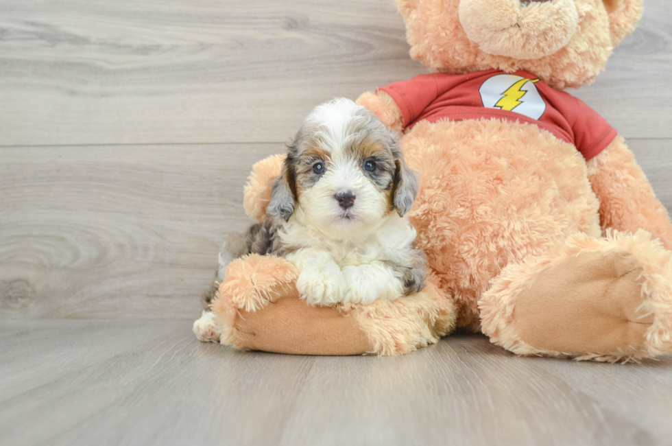 8 week old Mini Aussiedoodle Puppy For Sale - Pilesgrove Pups