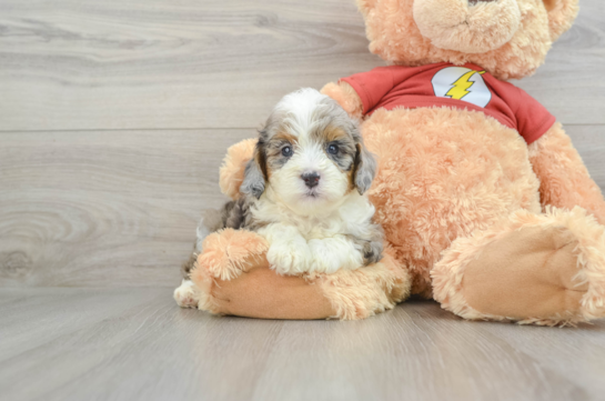 Adorable Mini Australian Shepherd X Poodle Mix Poodle Mix Puppy