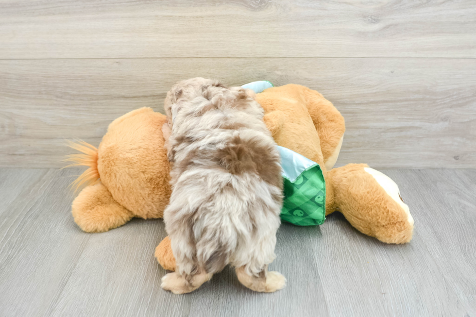 Hypoallergenic Aussiepoo Poodle Mix Puppy