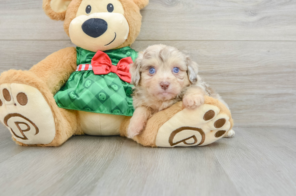 6 week old Mini Aussiedoodle Puppy For Sale - Pilesgrove Pups