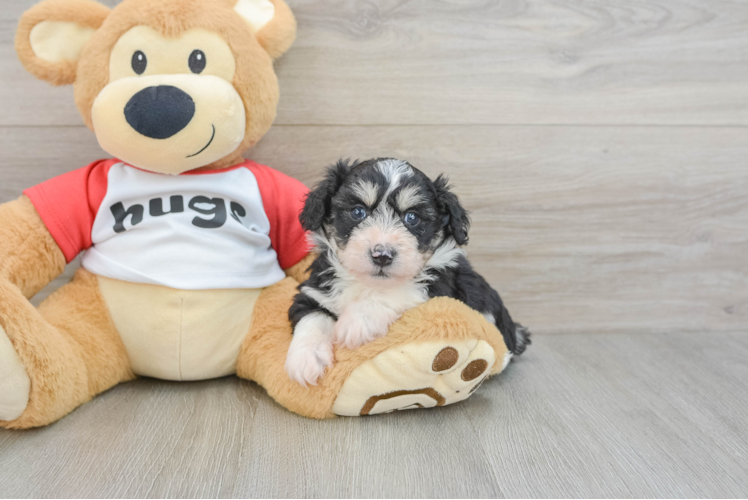 Friendly Mini Aussiedoodle Baby