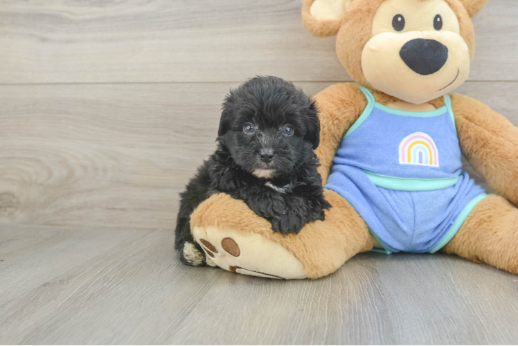 Mini Aussiedoodle Pup Being Cute