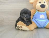 6 week old Mini Aussiedoodle Puppy For Sale - Pilesgrove Pups