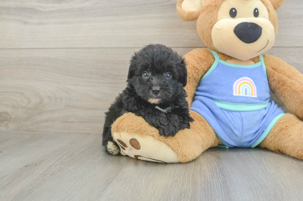 5 week old Mini Aussiedoodle Puppy For Sale - Pilesgrove Pups