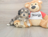 8 week old Mini Aussiedoodle Puppy For Sale - Pilesgrove Pups