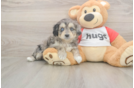Mini Aussiedoodle Puppy for Adoption