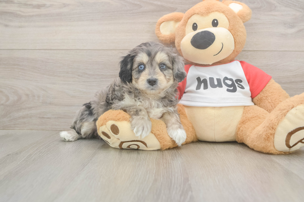 5 week old Mini Aussiedoodle Puppy For Sale - Pilesgrove Pups