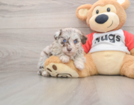 5 week old Mini Aussiedoodle Puppy For Sale - Pilesgrove Pups
