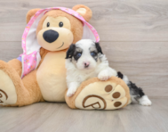 6 week old Mini Aussiedoodle Puppy For Sale - Pilesgrove Pups