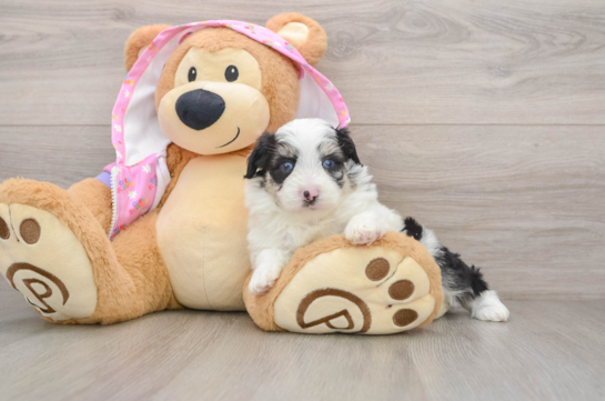 Fluffy Mini Aussiedoodle Poodle Mix Pup